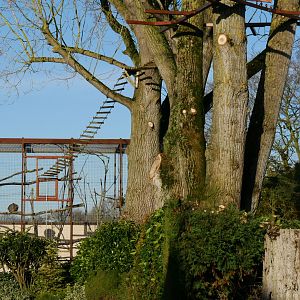 Howler Monkey Eclosure Re-Vamp