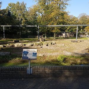 Hungarian woolly pig enclosure