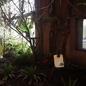 Golden-headed lion tamarin