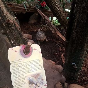 Sign and enclosure Yellow-footed tortoise