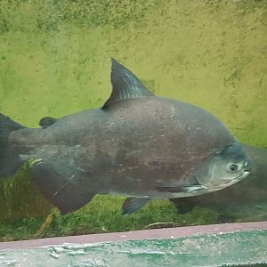 Pacu's - Colossoma bidens