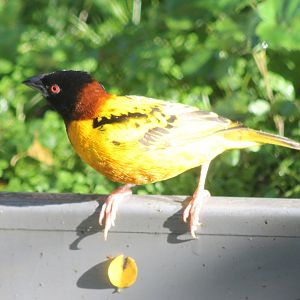 Village weaver