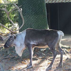 Reindeer