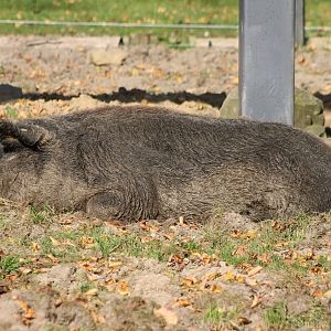 Hungarian woolly pig