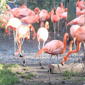 Flamingos - and a scarlet ibis