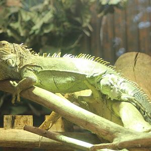 Green iguana