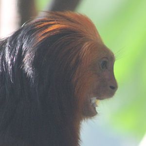 Golden-headed lion yamarin