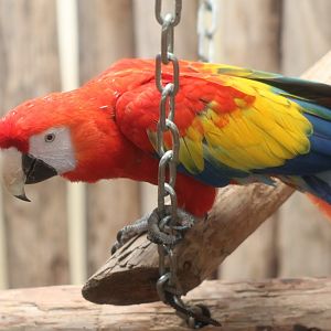 Scarlet macaw