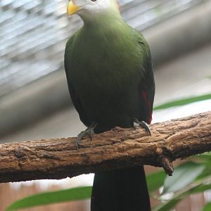Red-crested turaco