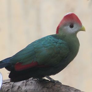 Red-crested turaco