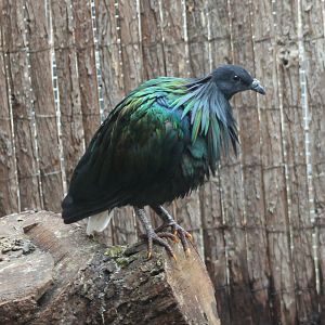 Nicobar pigeon