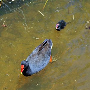 Wild Dusky Moorhen Adult and Chick (Gallinula tenebrosa)