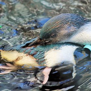 Little Penguin (Eudyptula minor)