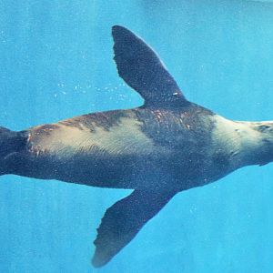 Australian Fur Seal (Arctocephalus pusillus doriferus)
