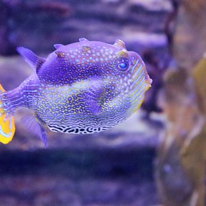 Ornate Cowfish (Aracana ornata)
