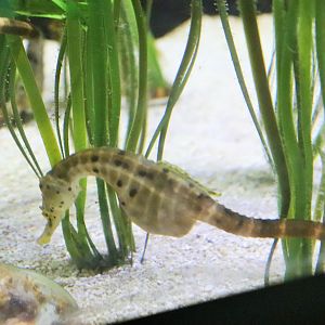 Pot-bellied Seahorse (Hippocampus abdominalis)