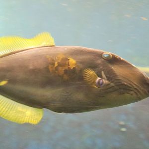 Six-spined Leatherjacket (Meuschenia freycineti )