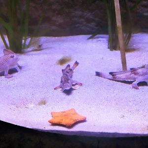 Spotted Handfish (Brachionichthys hirsutus)- Size Comparison
