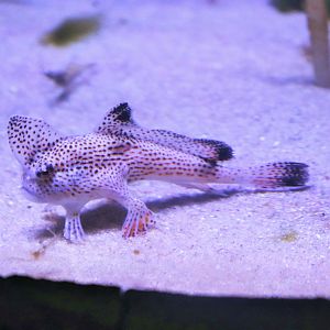 Spotted Handfish (Brachionichthys hirsutus)