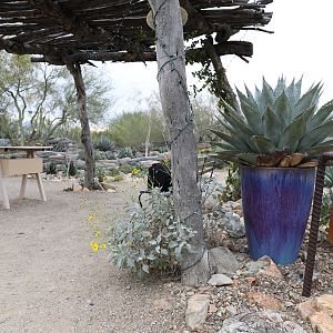 Entrance to agave garden