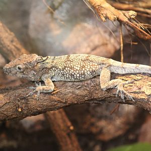 Western Bush Anole
