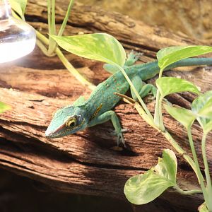 Baracoa Anole