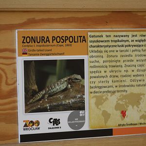 Tropical Girdled Lizard Signage