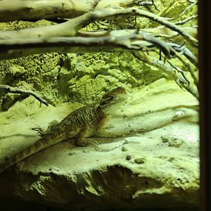 Dwarf Bearded Dragon