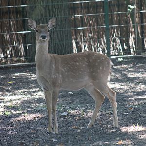 Dybowski's Sika Deer