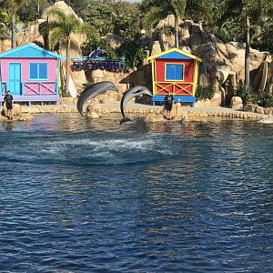 Dolphin show ‘Affinity’