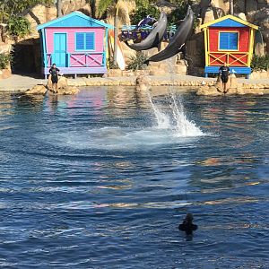 Dolphin show ‘Affinity’