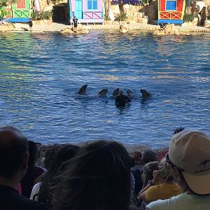 Dolphin show ‘Affinity’