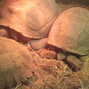 Aldabra giant tortoise