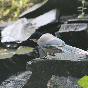Nominate Azure-Winged Magpie
