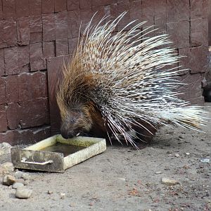 Indian Crested Porcupine