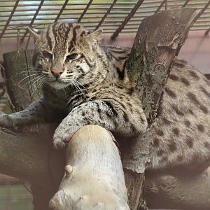 Fishing Cat
