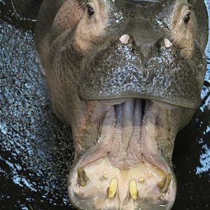 Hippo Mouth