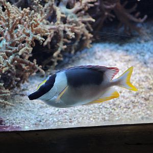 Magnificent Rabbitfish