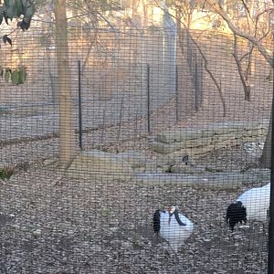 Rear of Red Crowned Crane Exhibit