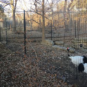 Rear of Red Crowned Crane Exhibit