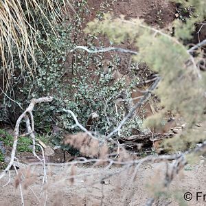 find and name the animal