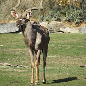 Greater Kudu