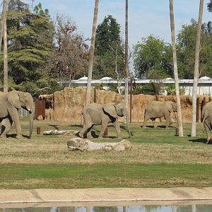 The Elephants of FCZ