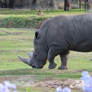 Southern White Rhinoceros