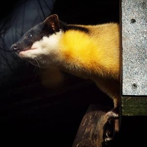 Yellow Throated Marten Exmoor Zoo