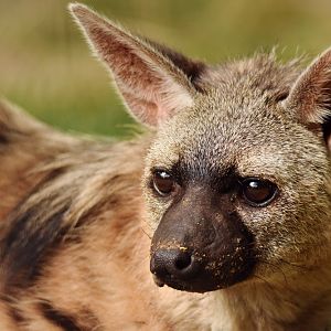 Eastern aardwolf (Proteles cristata septentrionalis)