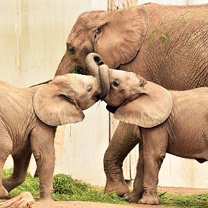 African elephants (Loxodonta africana)