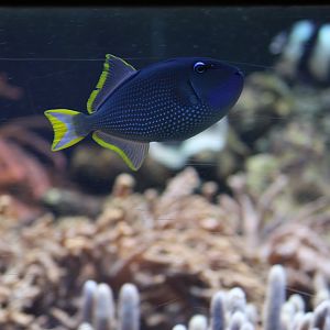 Gilded Triggerfish