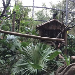 Francois langur new exhibit