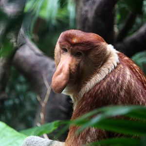 Proboscis monkey male